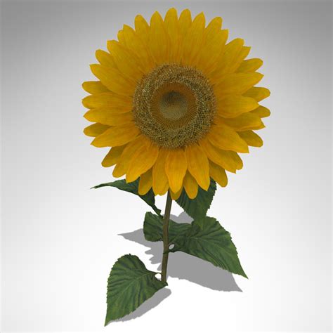 3d Model Xfrogplants Sunflower Plant