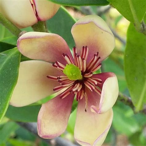 Wow 30 Foto Bunga Magnolia Ungu Gambar Bunga Indah