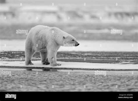 Polar Bear Ursus Maritimus In The Arctic Circle Of Kaktovik Alaska