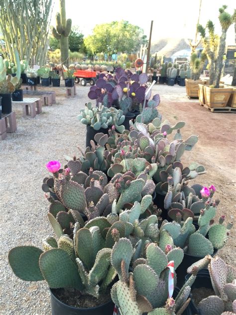 Two prime locations in the las vegas valley. May 2016 SALE | Cactus Joe's Las Vegas Nursery