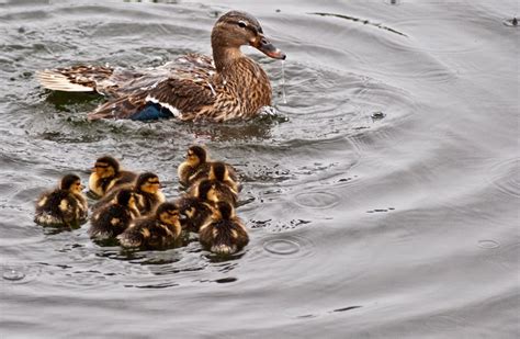Very Cute Mother And Baby Ducks Images Hd Wallpaper All 4u Wallpaper
