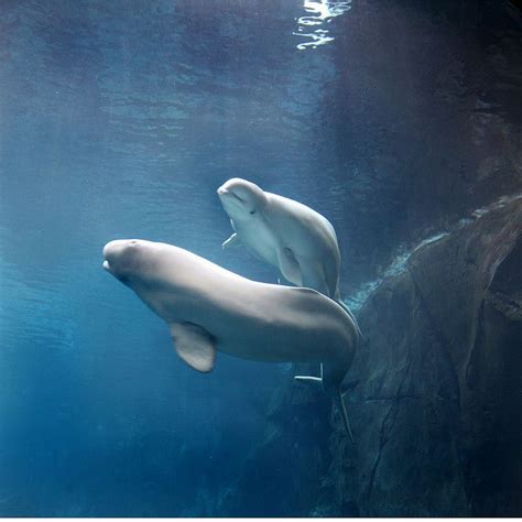 Swim With Beluga Whales Atlanta Brucemarusiak