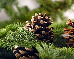 Urweltmammutbaum (metasequoia glyptostroboides), sicheltannen (cryptomeria japonica), waldkiefer (pinus sylvestris) schnell wachsende sträucher mit hübschen blüten von der wuchsgeschwindigkeit der gehölze kann man keineswegs auf deren endgröße schließen. Nadelbäume im Garten | Nadelbaumarten | Nadelgehölze