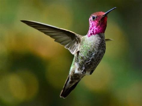 6 Species Of Hummingbirds In Indiana Picture And Id Guide