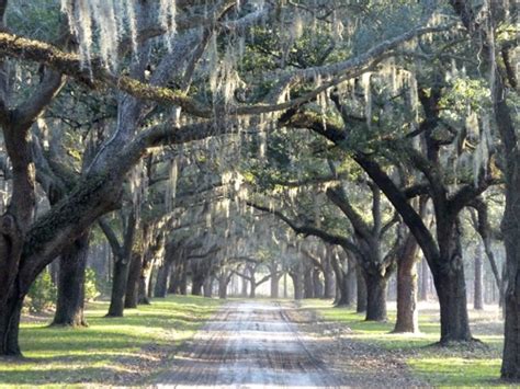 South Carolinas Live Oaks Dripping With Spanish Moss Vacation Sites