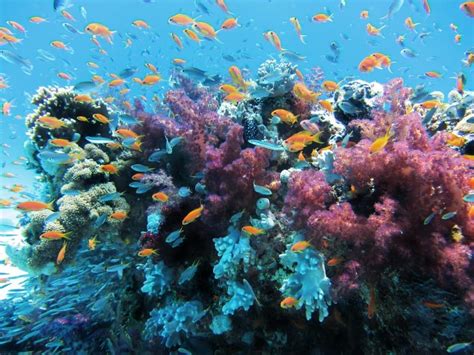 Los Arrecifes De Coral ¿cómo Se Forman Y Cuál Es Su Función