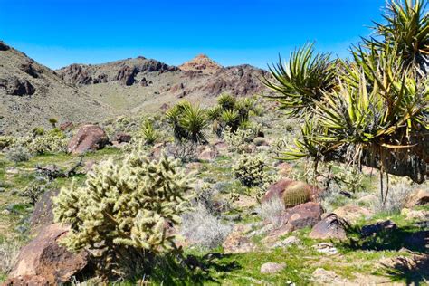 Desert Vegetation In The Providence Mountains Mojave Usa Stock Photo