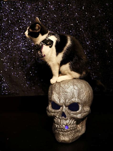 the amazing acro cats bring cat circus back to san francisco