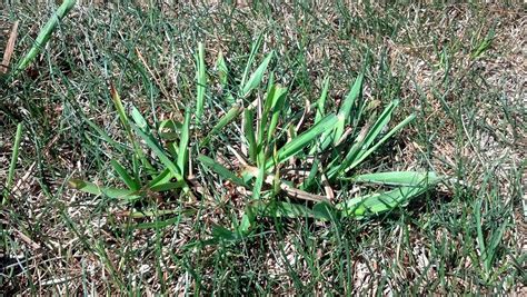 Co Horts Weed Of The Moment Crabgrass And Its Look Alikes