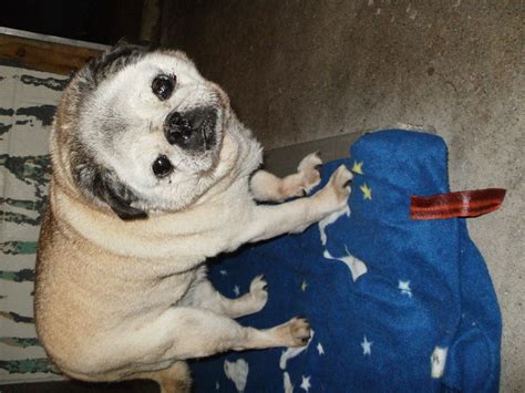 Hours may change under current circumstances Found elderly female pug picked up tonight on Cherry Hill ...