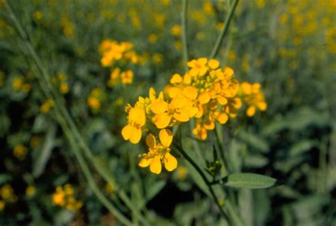 Gm Mustard Crops Release Would Irreversibly Damage The Environment