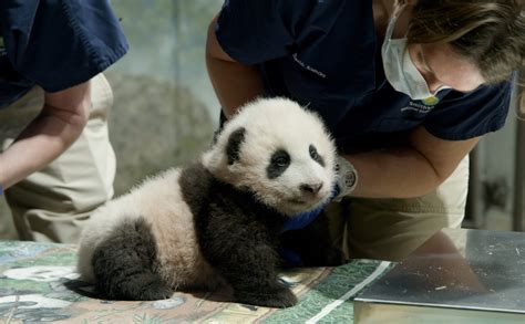 The National Zoos Giant Pandas Will Move Back To China In 2023 Dcist