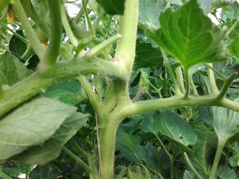 Tomato Split Stem Ask Extension