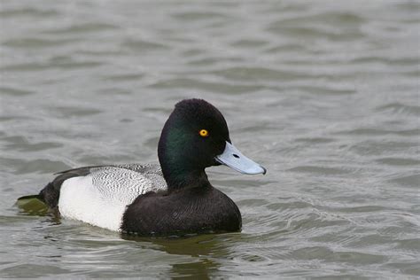 Lesser Scaup This Is A Small North American Diving Duck Th Flickr