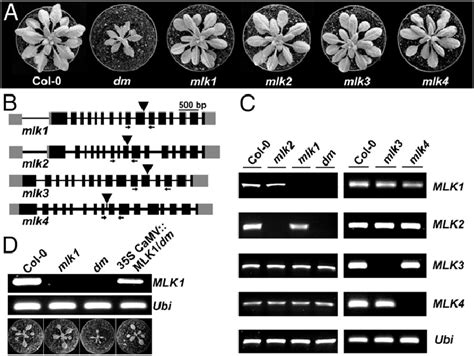 Characterization Of Arabidopsis Mutants Defective In Mut9 Like Kinases