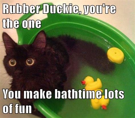 Rubber Duckie Youre The One You Make Bathtime Lots Of Fun Lolcats