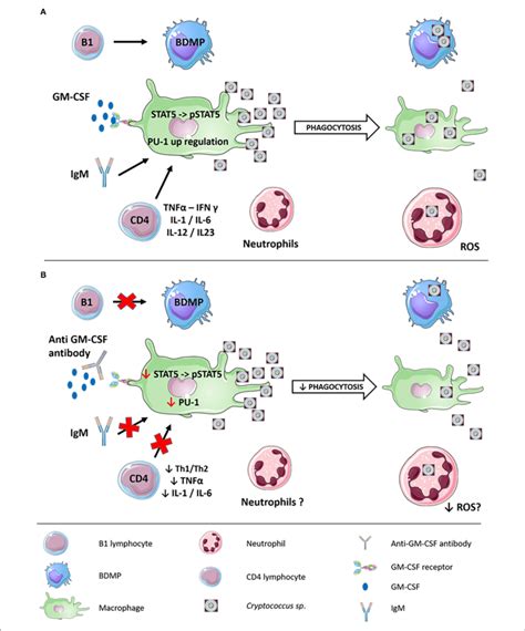 Immune Response To Cryptococcal Infection And Potential Download