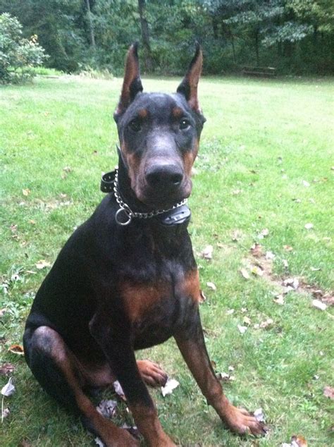 My Puck At 6 Months Old Love Dobermans