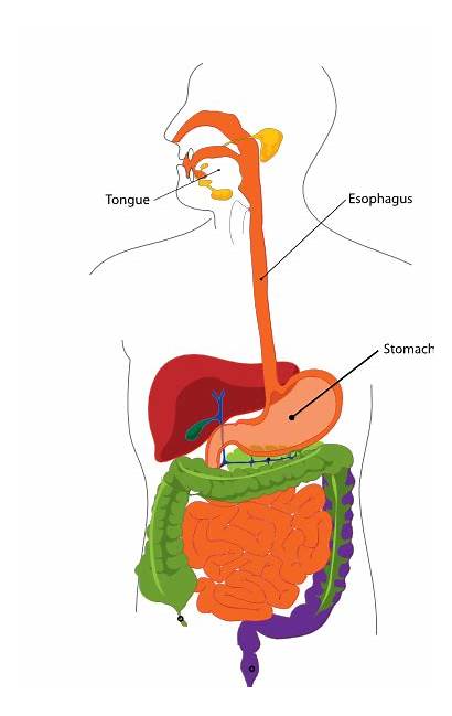 Digestive System Clipart Human Gastrointestinal Clip Cliparts