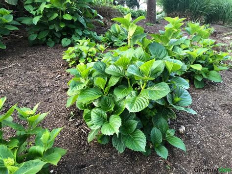 Planting And Transplanting Hydrangeas When And How Growingvale