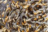 Termite Pictures Australia Photos