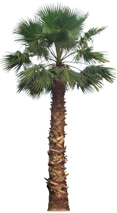 Png Palm Tree Transparent Palm Treepng Images Pluspng