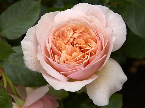 Finden sie hier traueranzeigen, todesanzeigen und beileidsbekundungen aus ihrer tageszeitung oder passende hilfe im trauerfall. Sweet Juliet in So Cal? - Antique Roses Forum - GardenWeb ...