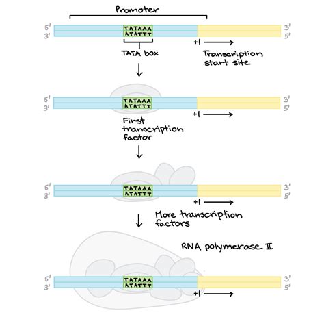 Stages Of Transcription Initiation Elongation Termination Article Khan Academy
