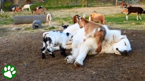 Baby Goats Jumping On Sleeping Great Pyrenees Youtube