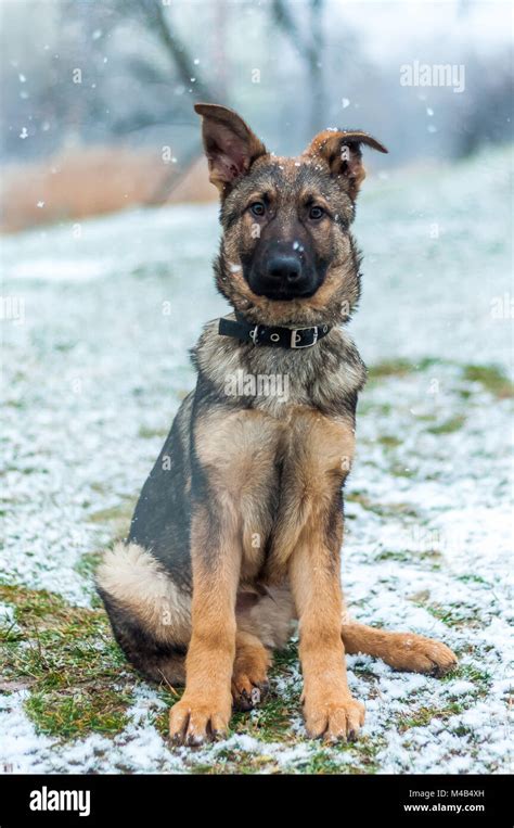 Portrait Of A German Shepherd Puppy Dog In Winter Environment With