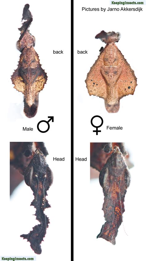 Determining The Sex Of Your Praying Mantis Keeping Insects