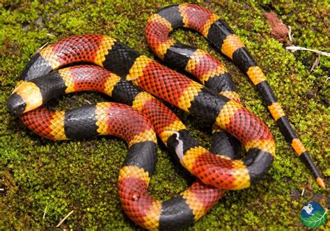 Snakes In Costa Rica