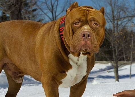 Hulk The Biggest Pitbull In The World Uses Bully Max