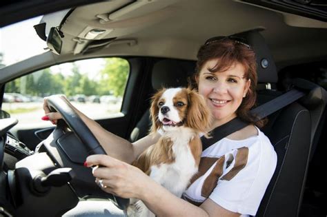 Distracted Driving Common Among Dog Owners Chicago Car Wreck Lawyer