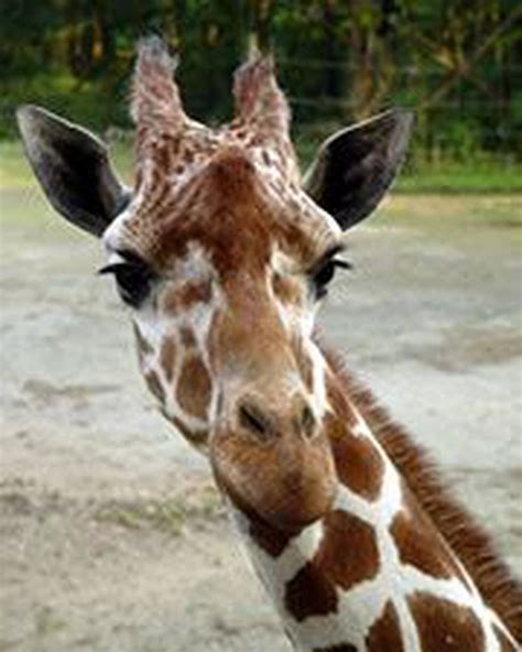 Giraffe At Riverbanks Zoo Dies Following Foot Surgery