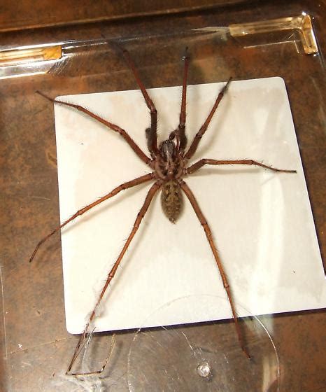 Giant House Spider Size