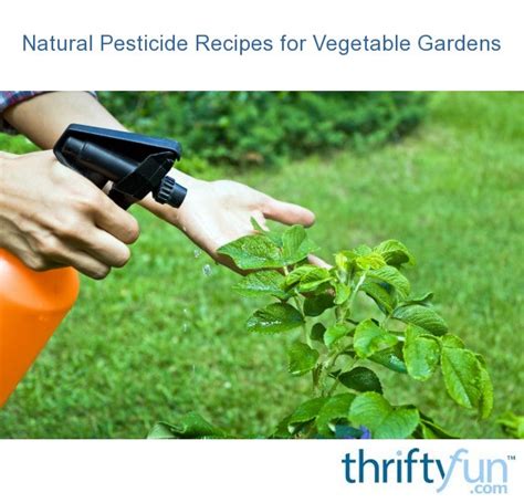 Natural Pesticide Recipes For Vegetable Gardens Thriftyfun