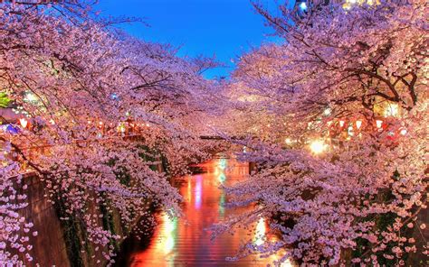 Cherry Blossom Trees Hd Nature 4k Wallpapers Images Backgrounds