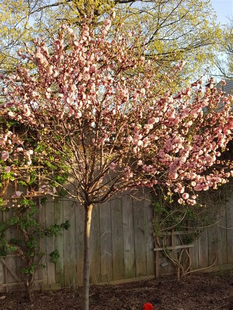 Corki Build Flowering Almond Tree For Sale Buy Flowering Almond