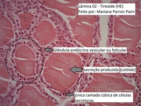 Resumo Tecido Epitelial Glandular Histologia P1 Tecid