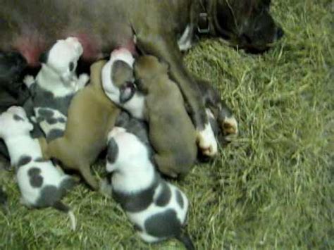 He should still be dependent upon his mother's milk. ADBA Pitbull puppies 3 weeks old for sale $650 (2009 LITTER) - YouTube