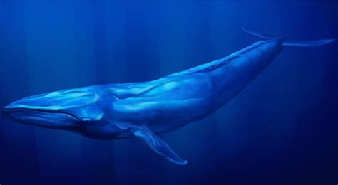 اسئلة ذكاء للكبار مع الجواب. الحوت الأزرق ومعلومات لم تكن تعرفها من قبل » مجلتك
