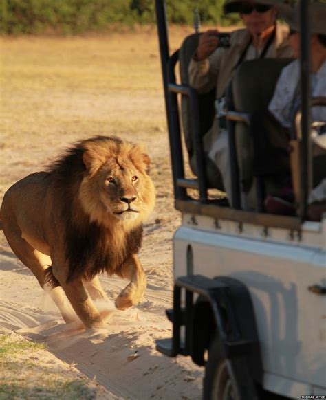 In Pictures Zimbabwes Cecil The Lion Bbc News