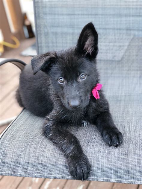 Black German Shepherd Puppy