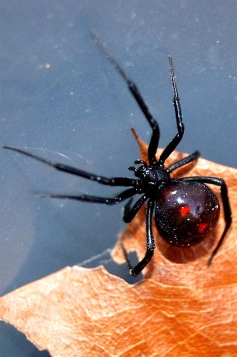 The black widow spider is a black spider with a red hourglass shape on its abdomen. EduPic Spider Images