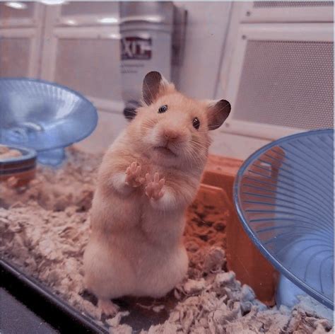 Ảnh Chuột Hamster Cute Dễ Thương Lí Lắc Đáng Yêu Nhất