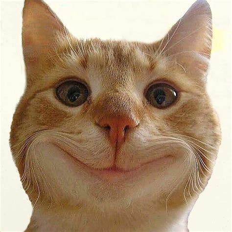 pin von carmel anne o reilly auf ~~~ cats ~~~ lustige tierbilder lustige katzen videos