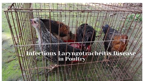 Infectious Laryngotracheitis Disease In Poultry Clinical Signsilt