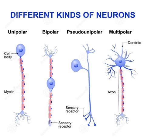 Structure And Types Of Neuron The Nervous Tissue Online Science Notes