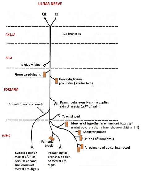 Ulnar Nerve Anatomy Qa